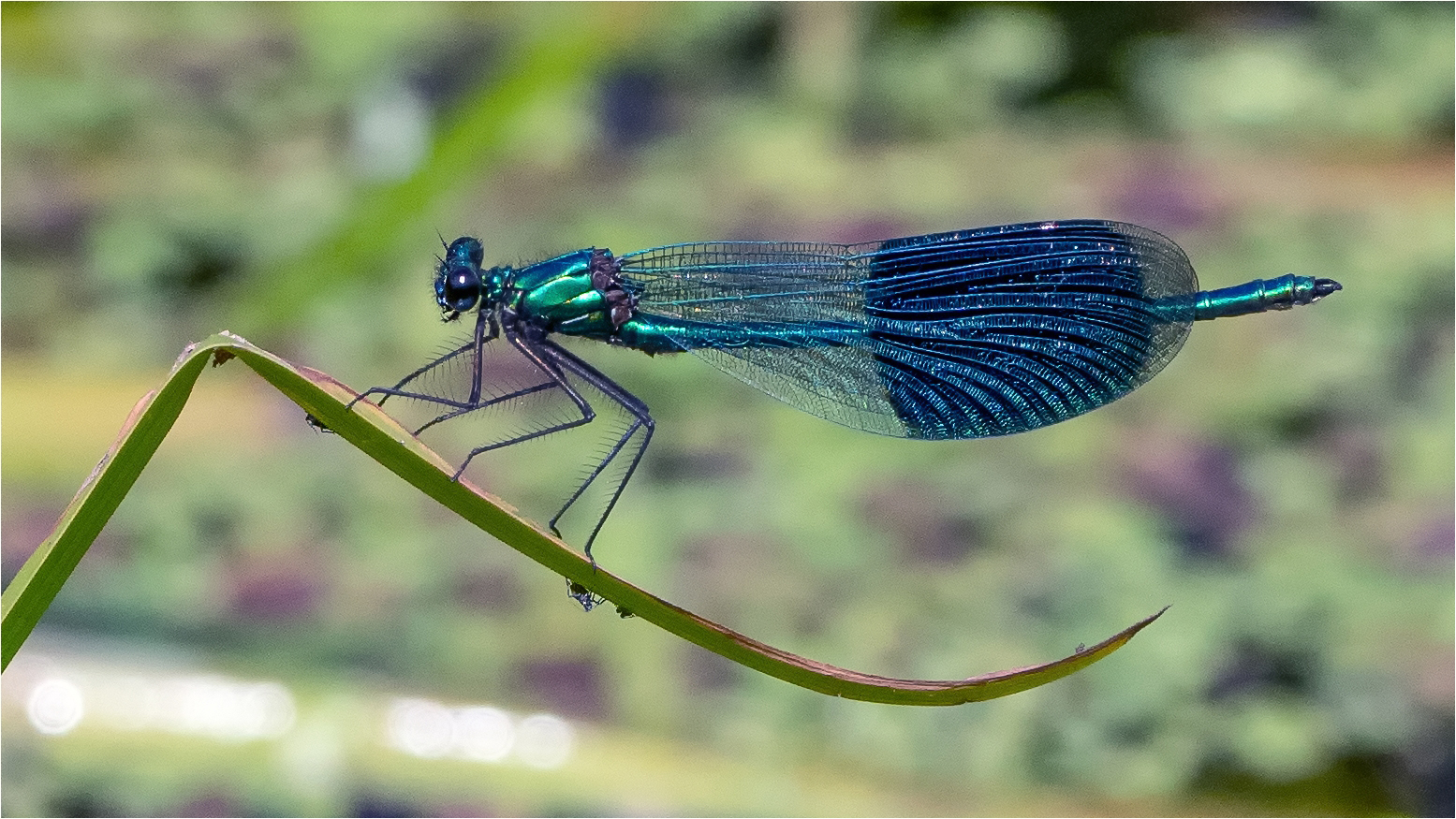 Gebänderte Prachtlibelle - Calopteryx splendens -, 