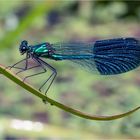 Gebänderte Prachtlibelle - Calopteryx splendens -, 