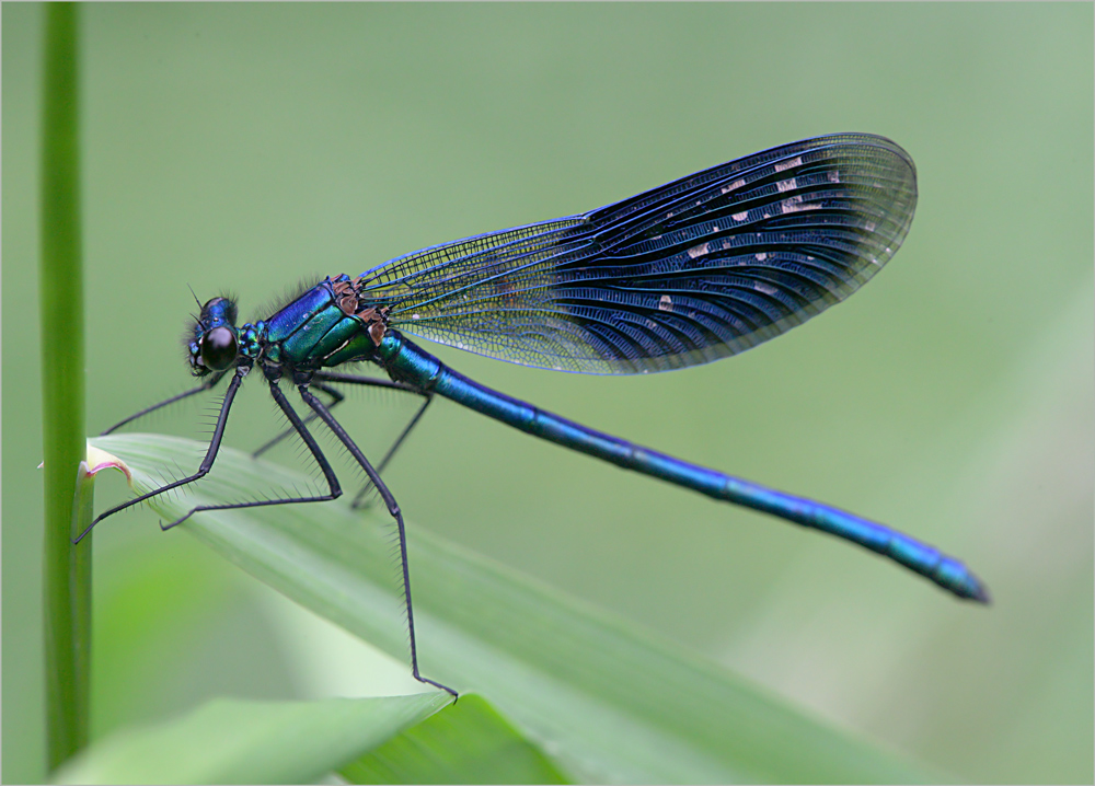 Gebänderte Prachtlibelle (Calopteryx splendens)