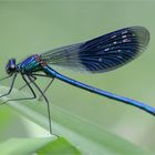 Gebänderte Prachtlibelle (Calopteryx splendens)