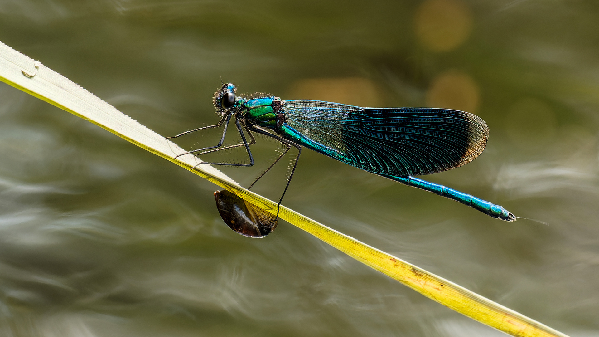 gebänderte Prachtlibelle - Calopteryx splendens - 