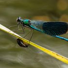 gebänderte Prachtlibelle - Calopteryx splendens - 