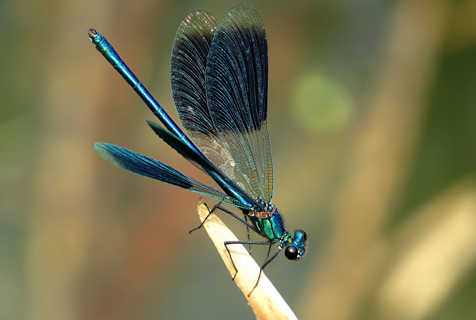 --- Gebänderte Prachtlibelle (Calopteryx splendens) ---