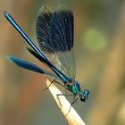 --- Gebänderte Prachtlibelle (Calopteryx splendens) ---