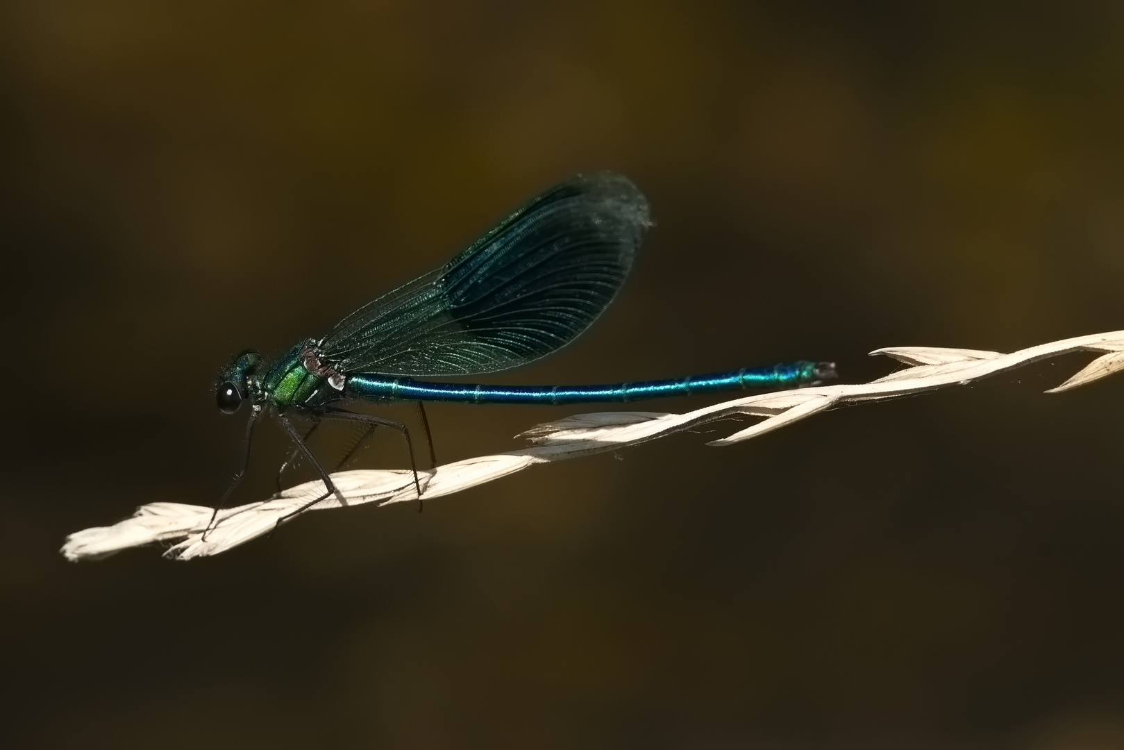 Gebänderte Prachtlibelle (Calopteryx splendens)