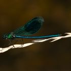 Gebänderte Prachtlibelle (Calopteryx splendens)