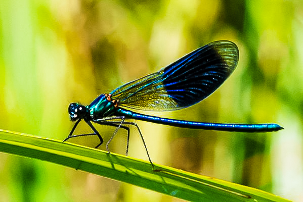 Gebänderte-Prachtlibelle (Calopteryx splendens)