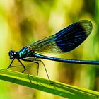 Gebänderte-Prachtlibelle (Calopteryx splendens)