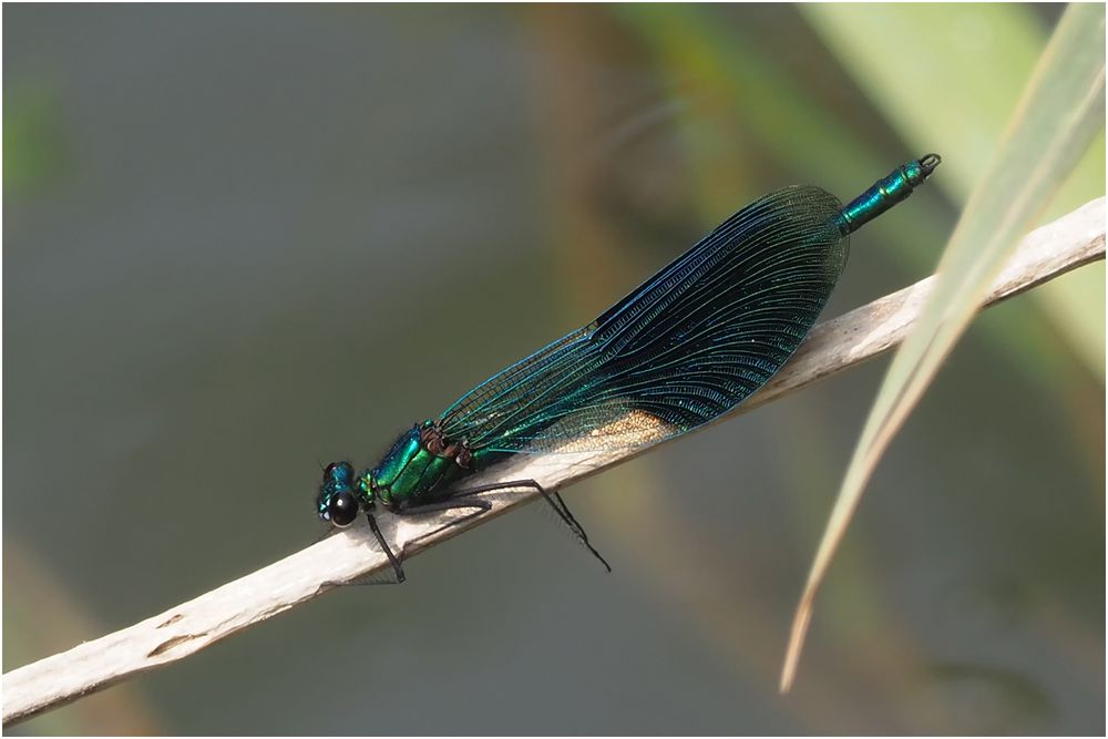 Gebänderte Prachtlibelle (Calopteryx splendens)