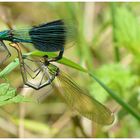 Gebänderte Prachtlibelle (Calopteryx splendens)