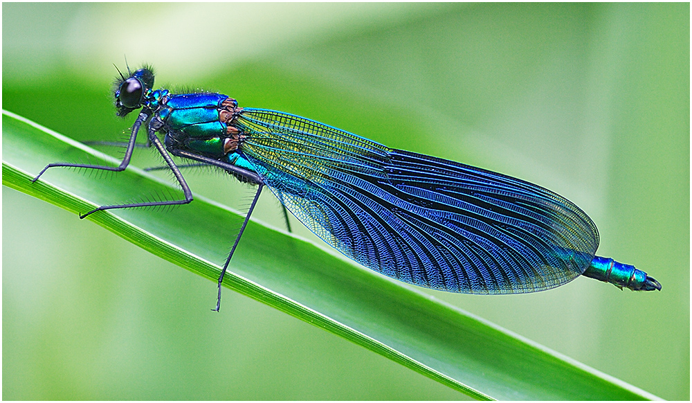 Gebänderte Prachtlibelle (Calopteryx splendens)