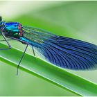 Gebänderte Prachtlibelle (Calopteryx splendens)