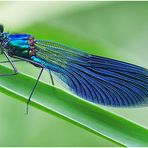 Gebänderte Prachtlibelle (Calopteryx splendens)