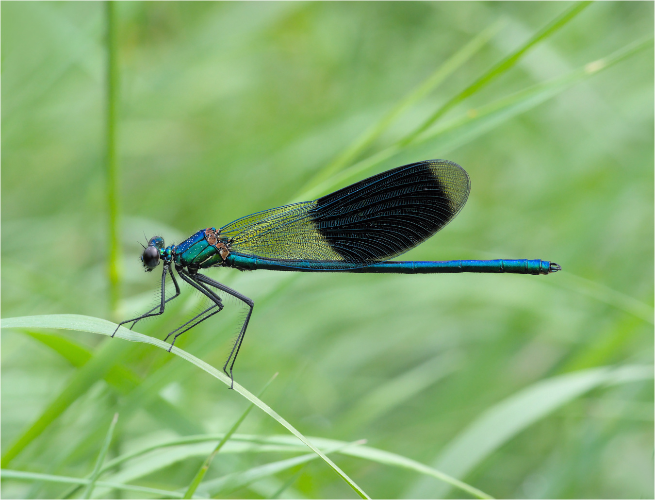 Gebänderte Prachtlibelle (Calopteryx splendens)