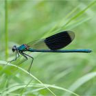 Gebänderte Prachtlibelle (Calopteryx splendens)