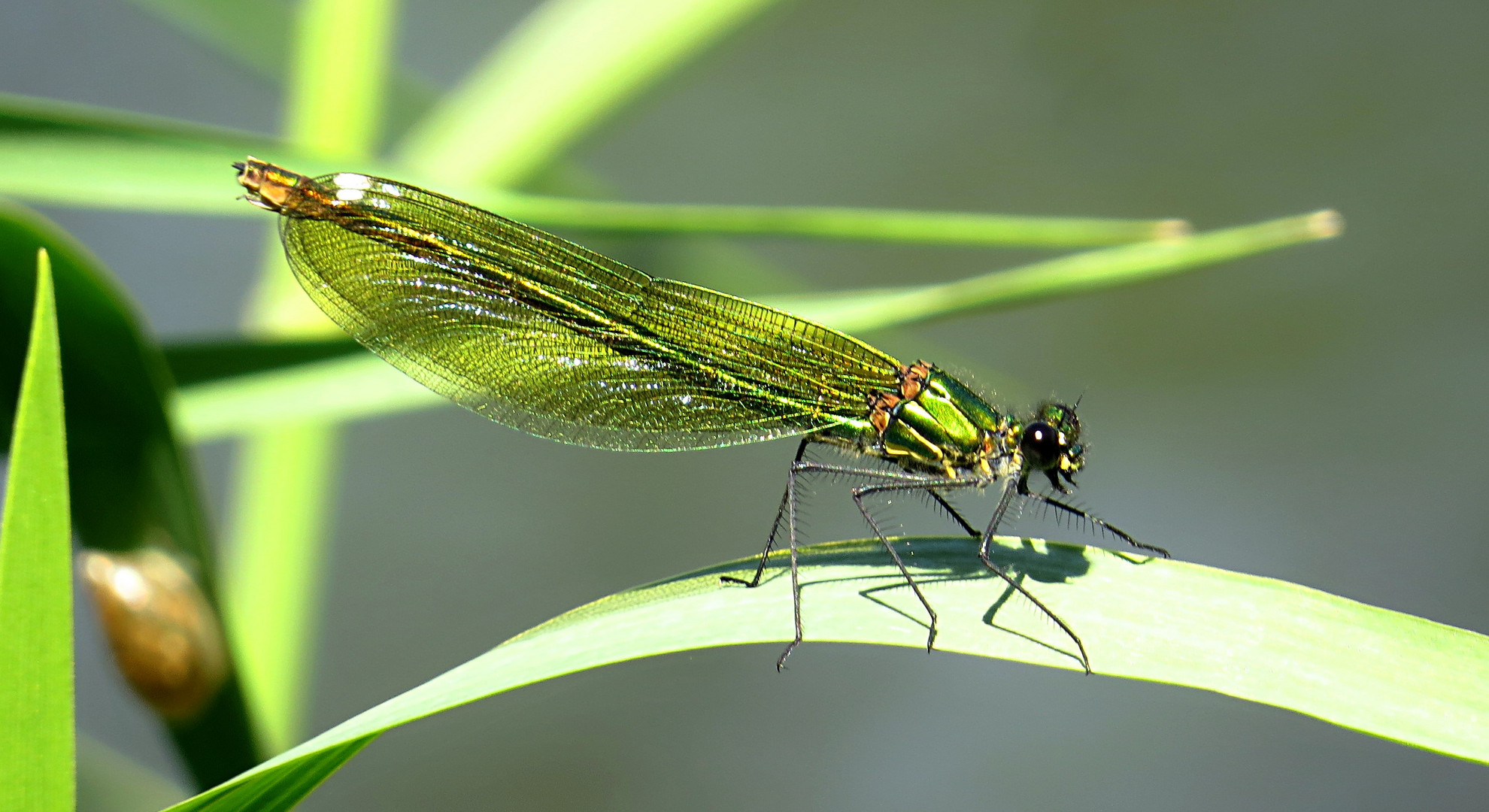 --- Gebänderte Prachtlibelle (Calopteryx splendens) ---