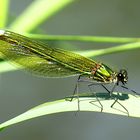 --- Gebänderte Prachtlibelle (Calopteryx splendens) ---