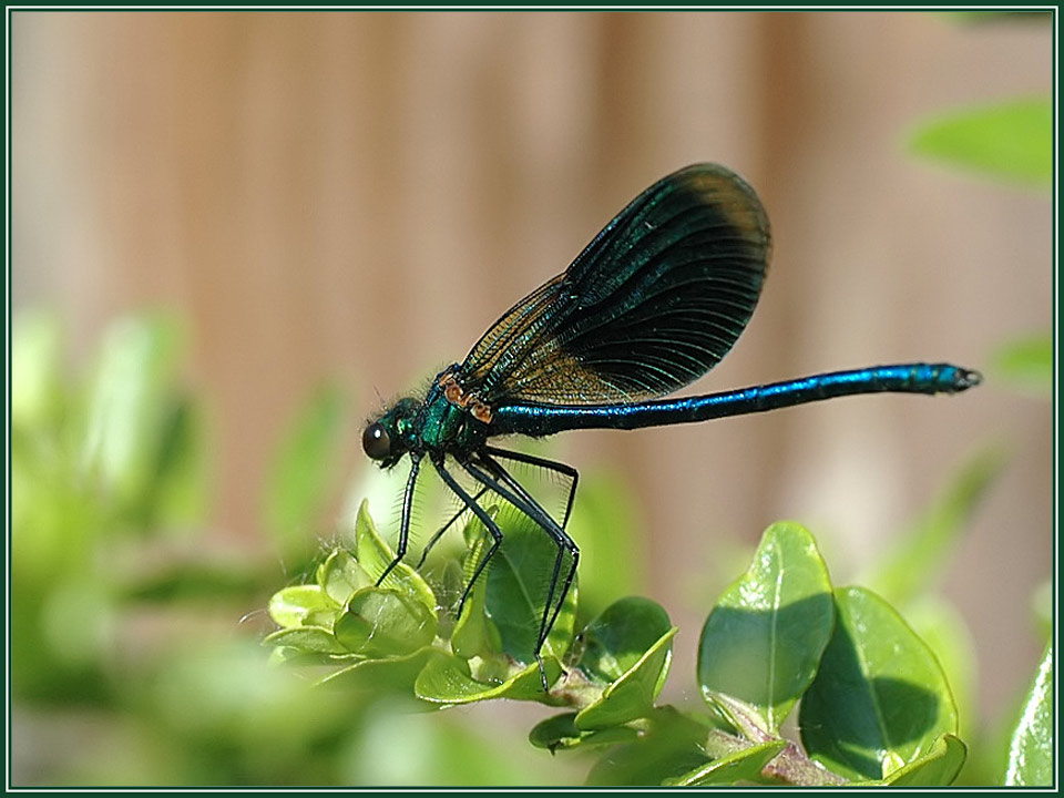 Gebänderte Prachtlibelle - Calopteryx splendens