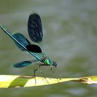 ... Gebänderte Prachtlibelle (Calopteryx splendens) ...