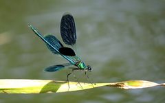 ... Gebänderte Prachtlibelle (Calopteryx splendens) ...