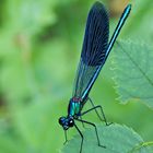 Gebänderte Prachtlibelle (Calopteryx splendens)