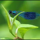 Gebänderte Prachtlibelle (Calopteryx splendens)