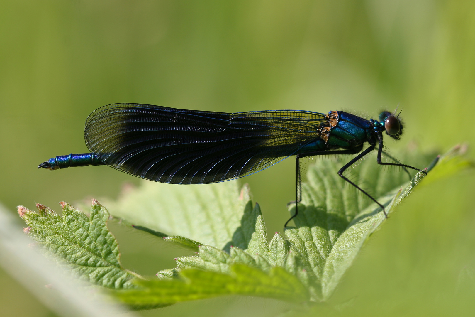 Gebänderte Prachtlibelle (Calopteryx splendens