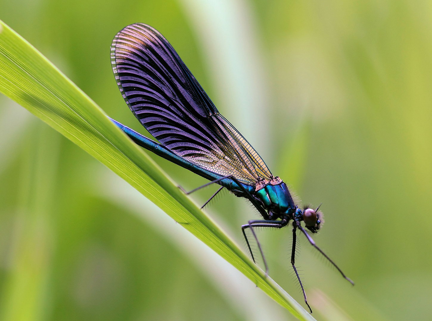 Gebänderte Prachtlibelle (Calopteryx splendens).