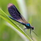 Gebänderte Prachtlibelle (Calopteryx splendens).