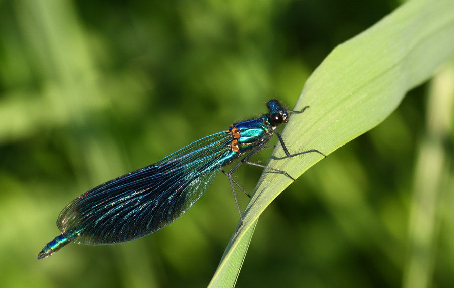 Gebänderte Prachtlibelle - Calopteryx splendens