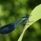 Gebänderte Prachtlibelle - Calopteryx splendens