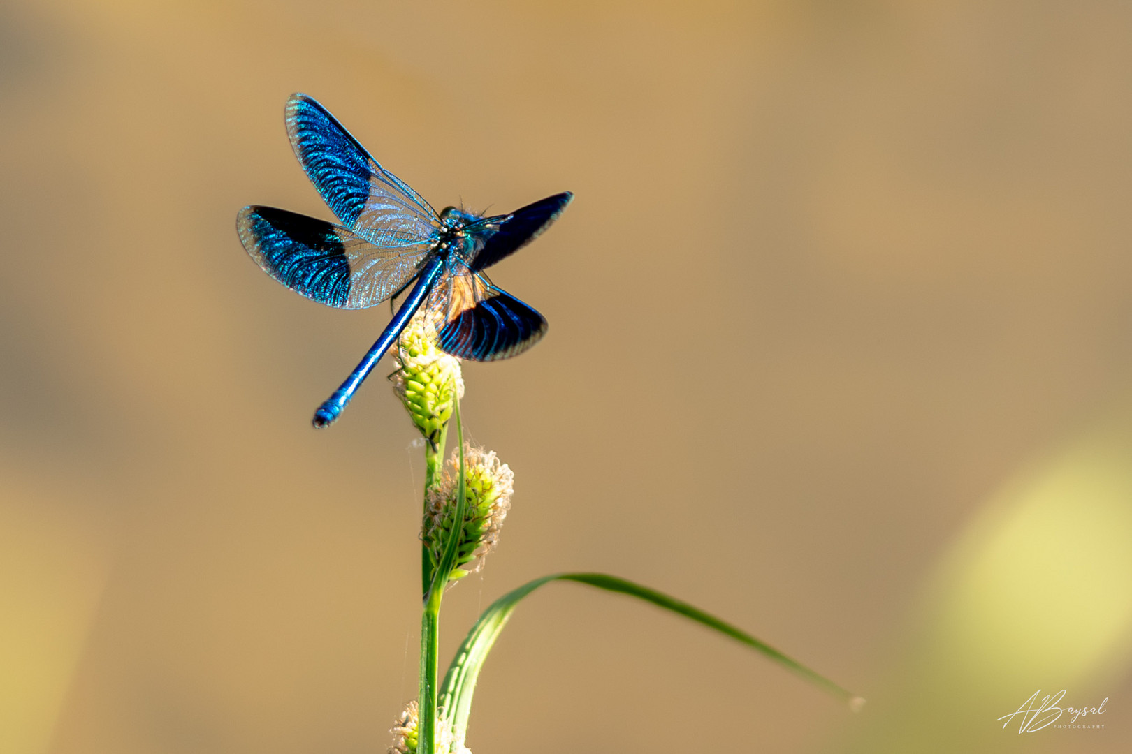 Gebänderte Prachtlibelle (Calopteryx splendens) 