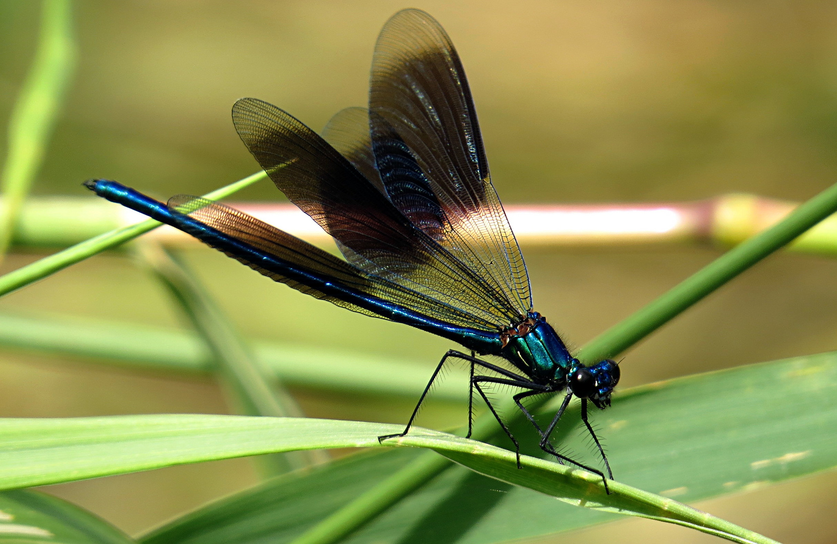 --- Gebänderte Prachtlibelle (Calopteryx splendens) ---