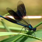 --- Gebänderte Prachtlibelle (Calopteryx splendens) ---