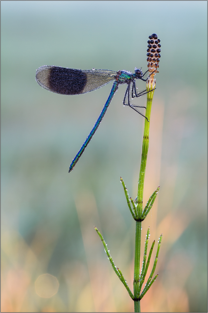 Gebänderte Prachtlibelle (Calopteryx splendens)