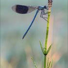 Gebänderte Prachtlibelle (Calopteryx splendens)