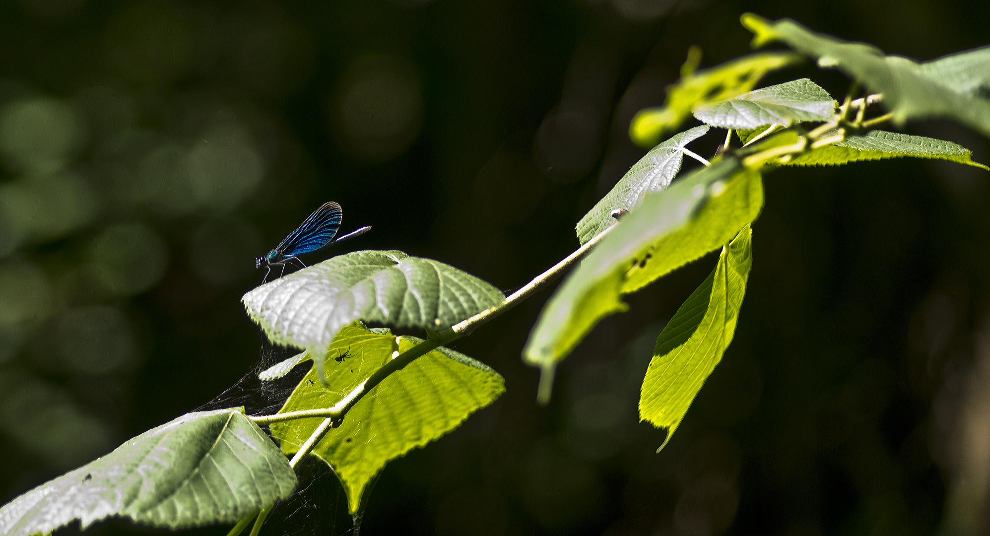 Gebänderte Prachtlibelle (Calopteryx splendens)