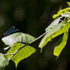 Gebänderte Prachtlibelle (Calopteryx splendens)