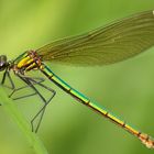 Gebänderte Prachtlibelle (Calopteryx splendens)