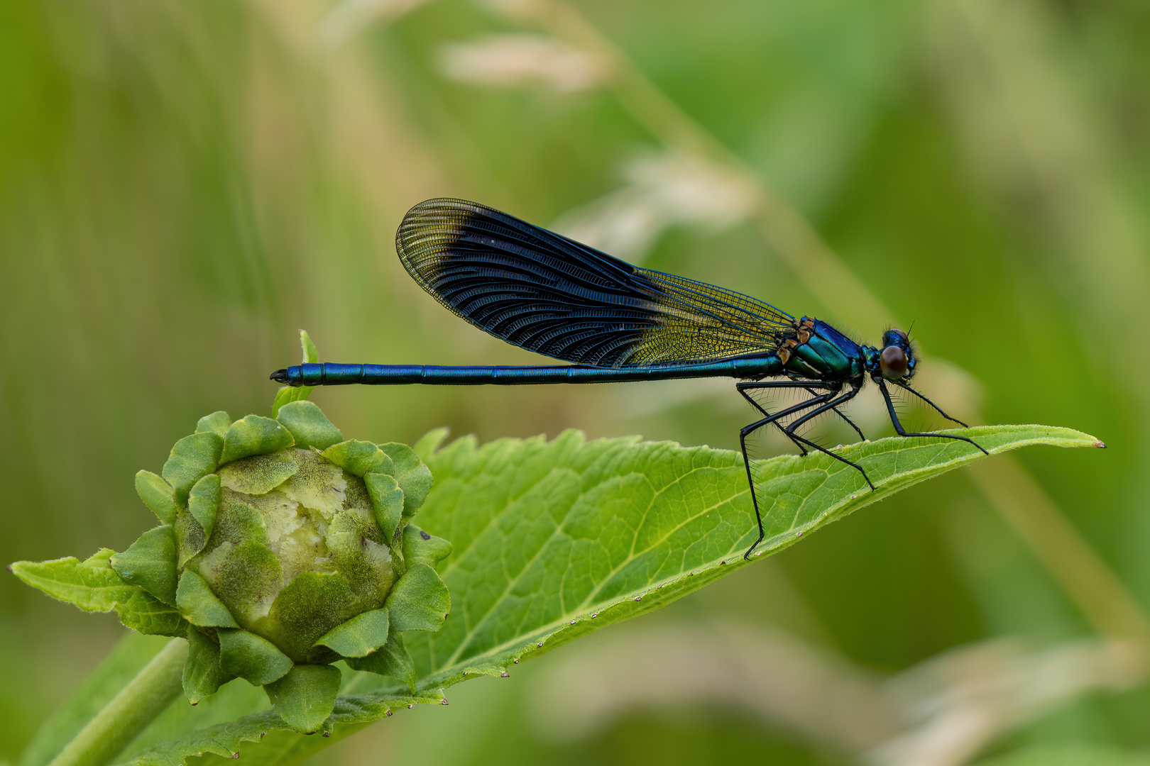 Gebänderte Prachtlibelle (Calopteryx splendens)