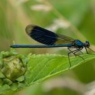 Gebänderte Prachtlibelle (Calopteryx splendens)