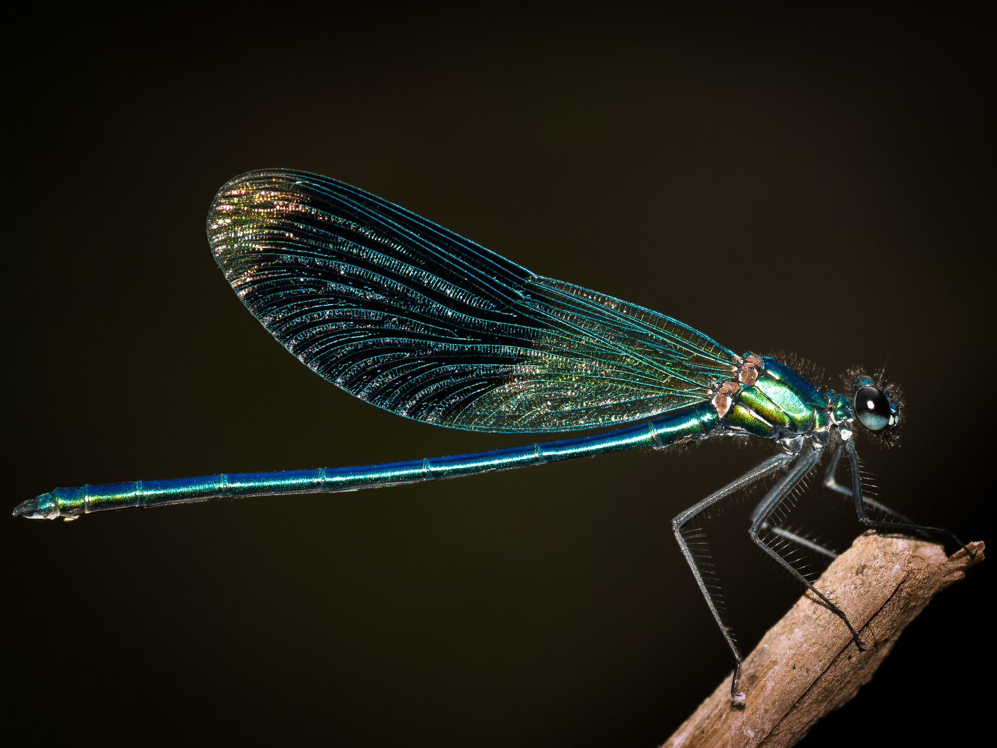 Gebänderte Prachtlibelle (Calopteryx splendens)