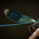 Gebänderte Prachtlibelle (Calopteryx splendens)