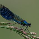 Gebänderte Prachtlibelle ( Calopteryx splendens )