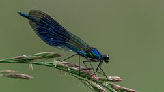 Gebänderte Prachtlibelle ( Calopteryx splendens )