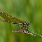 Gebänderte Prachtlibelle (Calopteryx splendens)