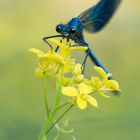 Gebänderte Prachtlibelle (Calopteryx splendens)