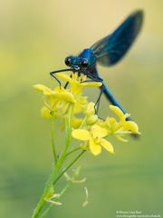 Gebänderte Prachtlibelle (Calopteryx splendens)