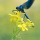 Gebnderte Prachtlibelle (Calopteryx splendens)