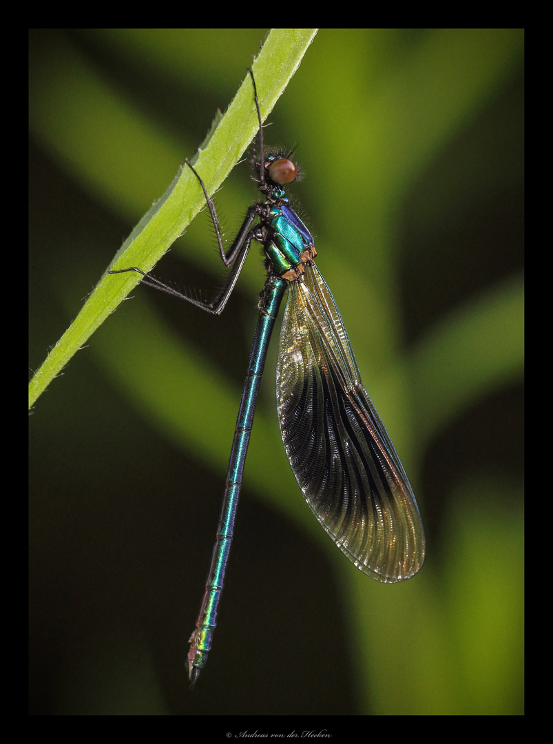 Gebänderte Prachtlibelle (Calopteryx splendens)